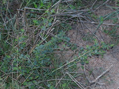 Cissampelos capensis