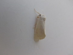 Trichocosmia inornata