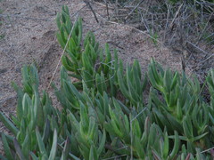 Carpobrotus edulis edulis