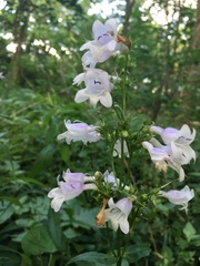 Penstemon