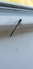 Ischnura cervula