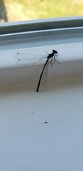 Ischnura cervula
