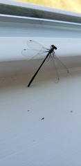 Ischnura cervula