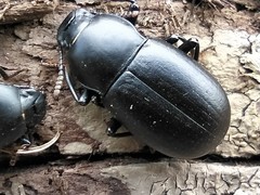 Coelometopus clypeatus