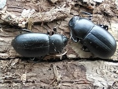 Coelometopus clypeatus