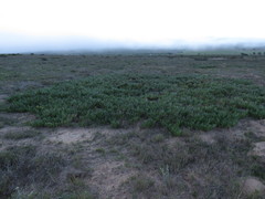 Carpobrotus edulis edulis