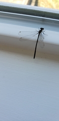 Ischnura cervula