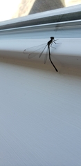 Ischnura cervula