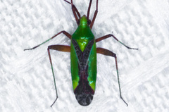 Phytocoris vau
