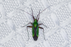 Phytocoris vau
