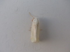 Trichocosmia inornata