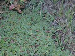 Lampranthus debilis