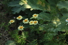 Cota jailensis - Photo (c) Aleksandr_Levon, some rights reserved (CC BY-NC), uploaded by Aleksandr_Levon