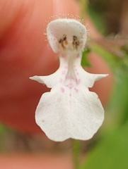 Stachys natalensis