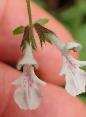 Stachys natalensis