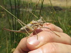 Steropleurus andalusius