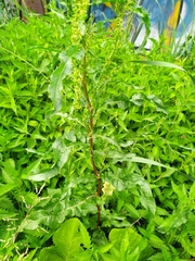 Rumex crispus
