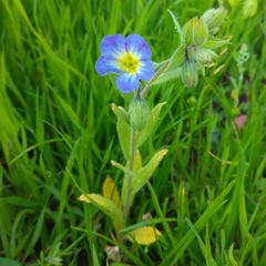 Nonea versicolor
