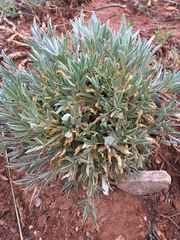Astragalus gilviflorus