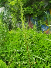 Rumex crispus