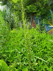 Rumex crispus