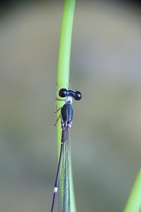Protosticta gravelyi