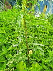 Rumex crispus