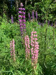 Lupinus polyphyllus