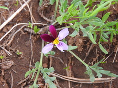 Viola beckwithii