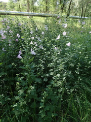 Malva thuringiaca