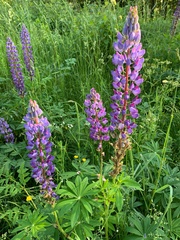 Lupinus polyphyllus