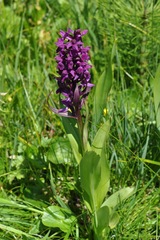 Dactylorhiza incarnata