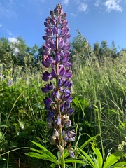 Lupinus polyphyllus
