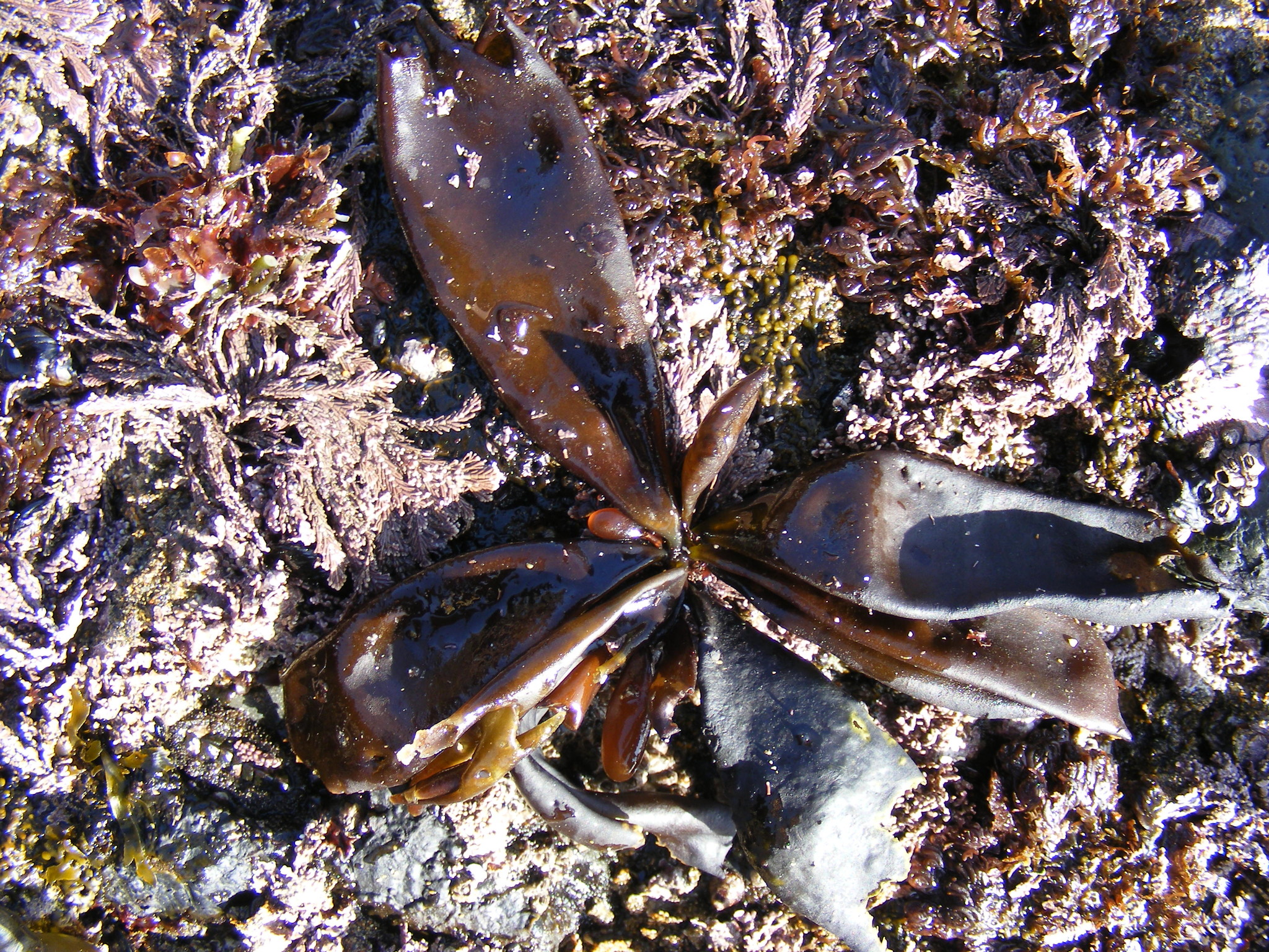 Palmariales