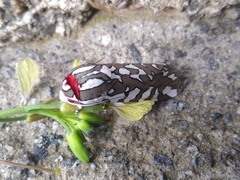 Arachnis dilecta