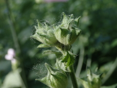 Malva thuringiaca