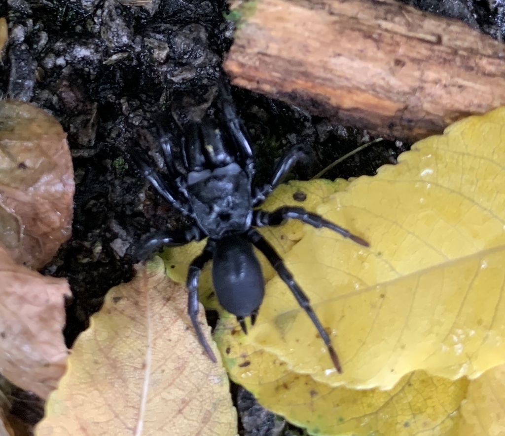 Black Purseweb Spider from S Cedar Ledge Dr, Lakeside Marblehead, OH