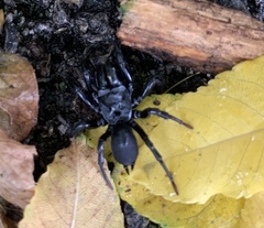 Sphodros niger