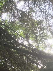 Garrulus glandarius iphigenia