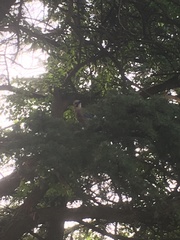 Garrulus glandarius iphigenia