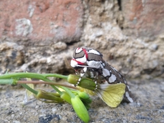Arachnis dilecta