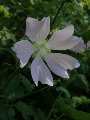 Malva thuringiaca