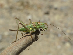 Steropleurus