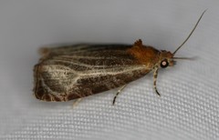Olethreutes quadrifidum