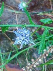 Jasione