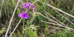 Tradescantia crassifolia