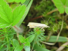 Chrysoteuchia culmella