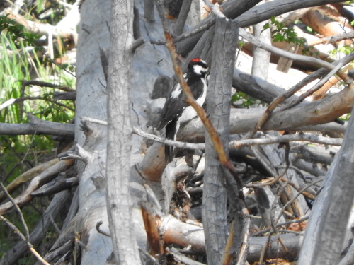 iNaturalist observation photo of Hairy Woodpecker