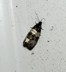 Pseudosciaphila duplex