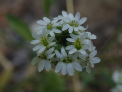 Berteroa incana